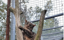 Zrzut ekranu 2026-02-17 070508