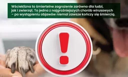 Zdjęcie do Właścicielu, to tw&oacute;j obowiązek: zaszczep psa przeciw wściekliźnie