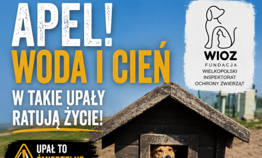 Zdjęcie do Upał jest niebezpieczny r&oacute;wnież dla zwierząt