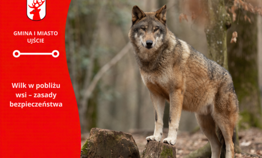 Zdjęcie do Uwaga! Wilk widziany w okolicy &ndash; apelujemy o ostrożność